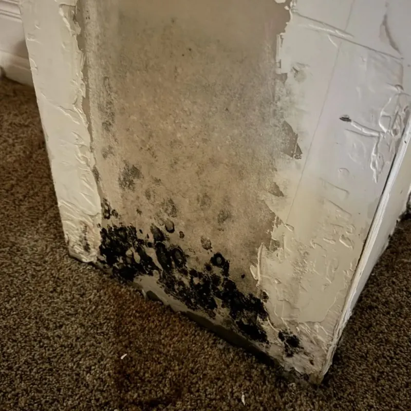 Professional Mold Removal in Indiana, PA